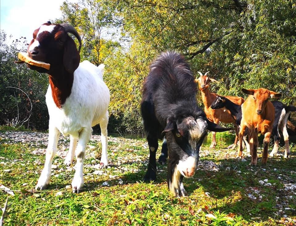 Appartamento Chata Alba Regia Jahodná Esterno foto